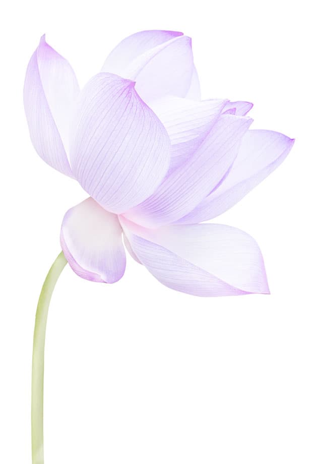 purple-lotus-symbol